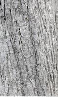 tree bark 0013